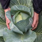 Expect Cabbage